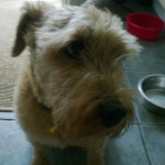 Profile photo of Chris